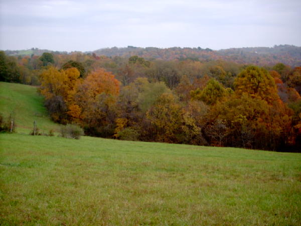 October trees